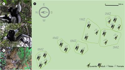 Disentangling the Possible Drivers of Indri indri Microbiome: A Threatened Lemur Species of Madagascar